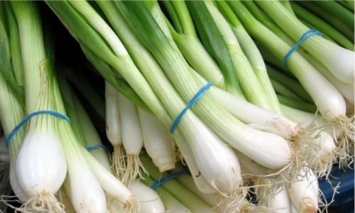Spring Onion for Cooking